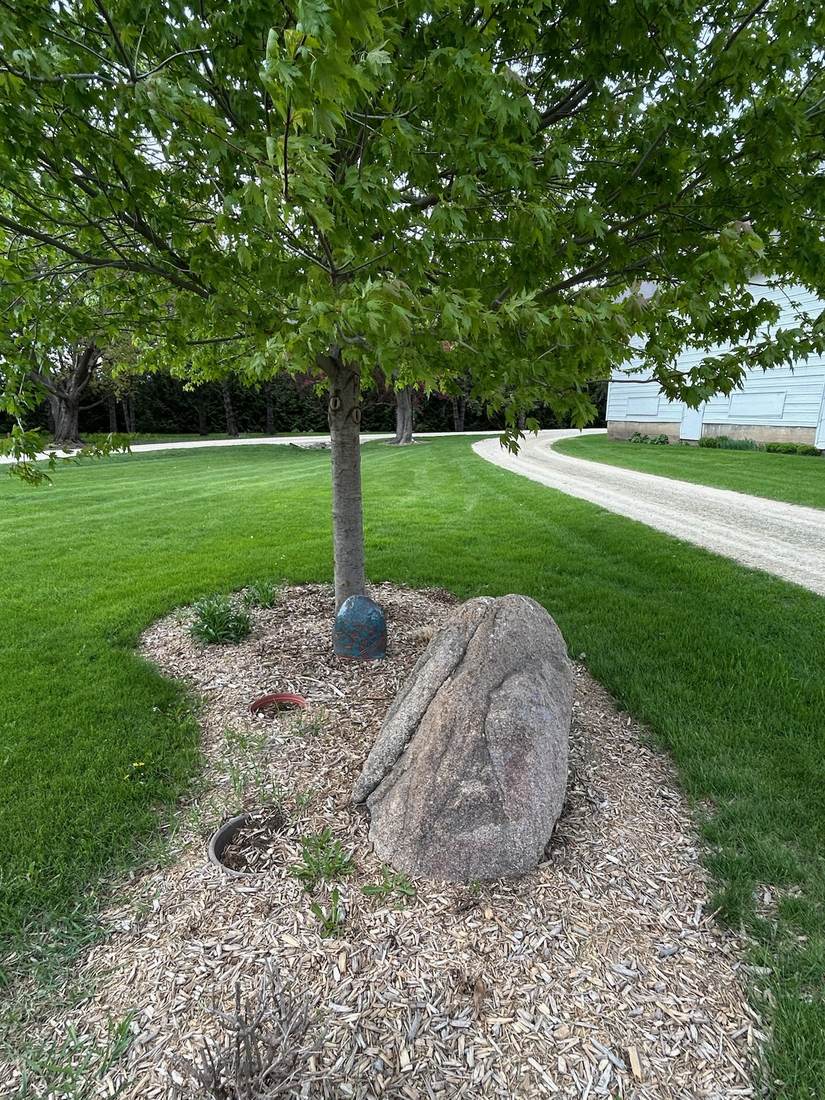 Approximately 5 foot boulder set beside a young tree along a driveway