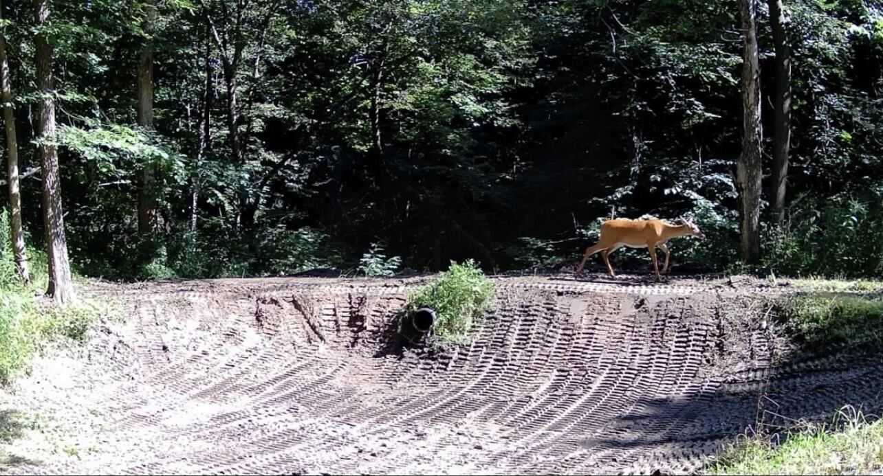 A deer walking along the rim of a freshly excavated pond basin on a hunting property