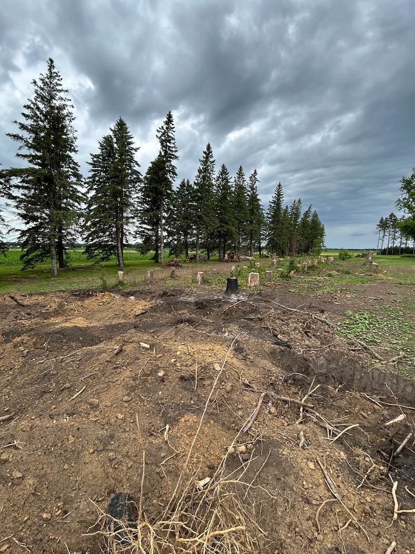 Cleared grove of ash trees, stumps cut level