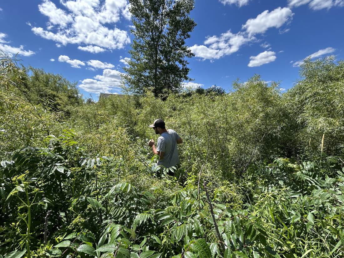 Overgrown brush before land clearing