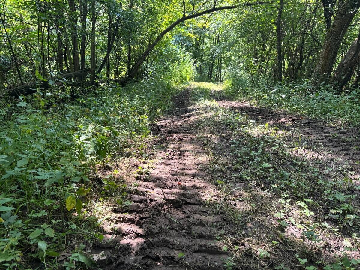 A cleared trail through the timber under a shaded canopy