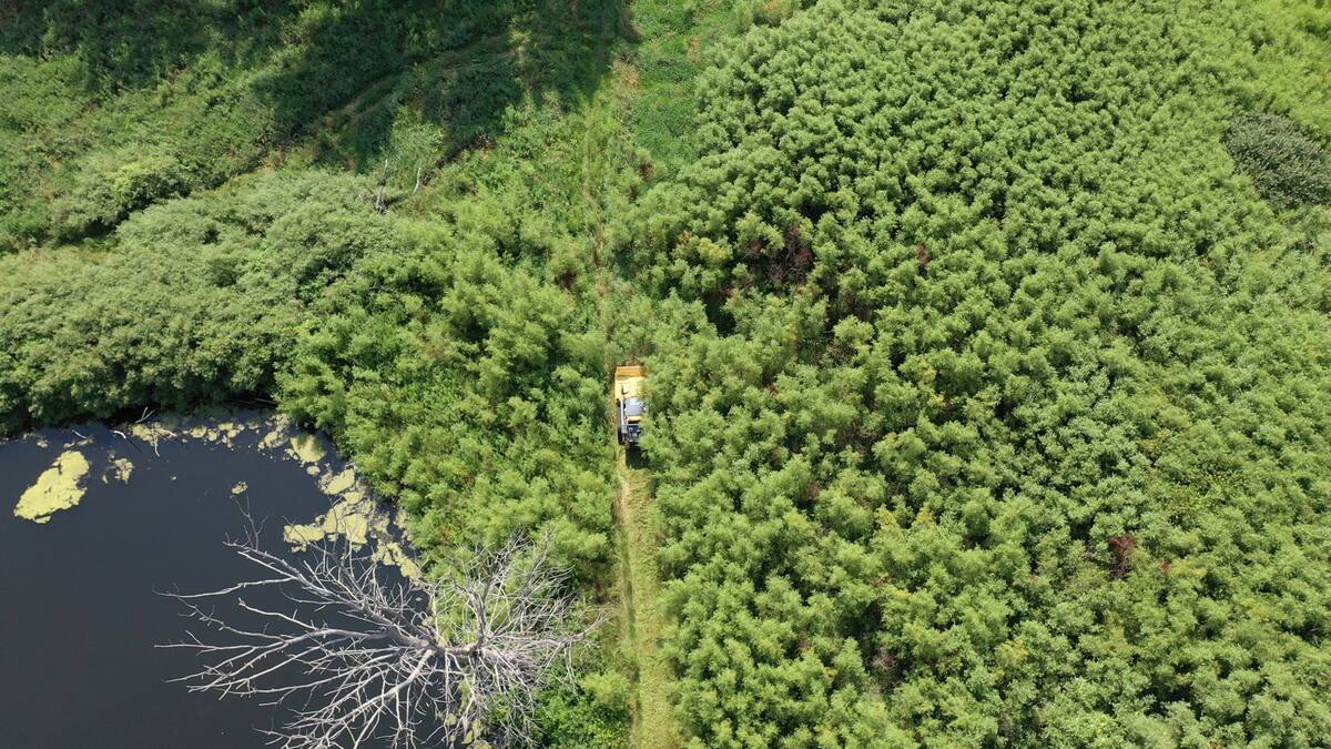 A newly cleared trail cut through thick brush leading to a pond